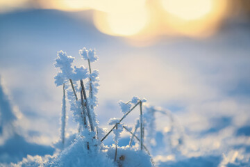 Canvas Print - Frozen plant