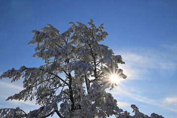 snowy tree with sunstar and a blue sky