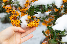 Yellow Berries Under The Snow. Scarlet Firethorn (Pyracantha Coccinea). Yellow Scarlet Firethorn Berries In Nature. Selective Focus. Winter Time.