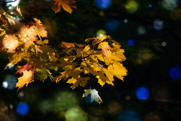Wall Mural - abstract natural background, trees in the early morning with beautiful fantastic bokeh