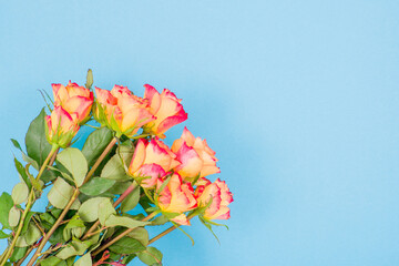 Poster - Rose flowers on a colored background