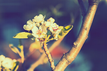 Wall Mural - Beautiful blooming apple trees in spring park close up. White spring blossom. toned