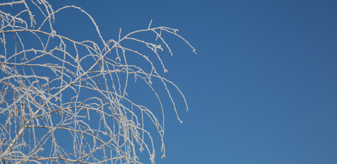 Sticker - Snow and rime ice Beautiful winter background with twigs covered with hoarfrost.