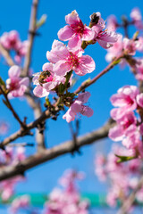 Wall Mural - Peach blossom on the tree. closeup of peach pink flowers in bloom isolated against blue sky background with copy space. delicate pink flower on a branch against the blue sky