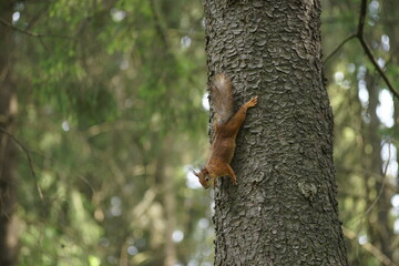 squirrel on tree