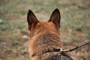 Protruding large dog ears and fluffy shaggy well groomed hair on head, rear view. Portrait of German Shepherd black and red color view from back.