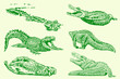 Graphical set of green crocodiles, vector illustration