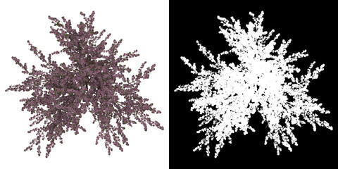 Wall Mural - top view of prunus serrulata kanzan tree. png with alpha channel to cutout. made from 3d model for c