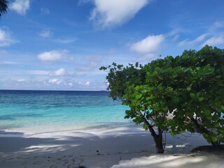 tree on the beach