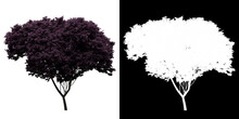 Front View Of Cercis Canadensis Tree. PNG With Alpha Channel To Cutout. Made From 3D Model For Compositing.