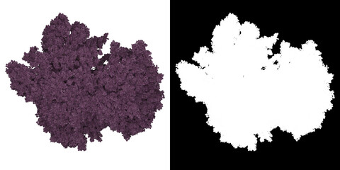 Wall Mural - Top view of Cercis Canadensis Tree. PNG with alpha channel to cutout. Made from 3D model for compositing.