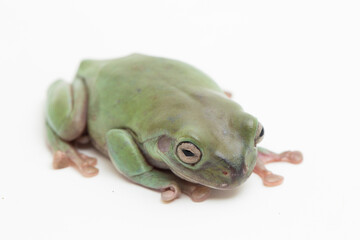 Wall Mural - close up dumpy tree frog or white's tree frog on white background