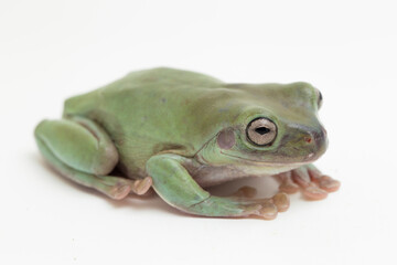 Wall Mural - close up dumpy tree frog or white's tree frog on white background