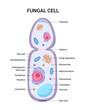 © ldarin - Vector illustration of the Fungal cell anatomy structure. Educational infographic