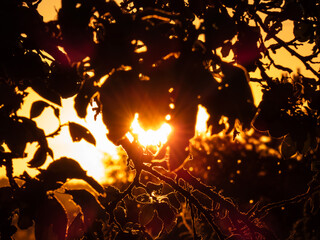Wall Mural - Golden bokeh effect and purposely blurred view of sunset light shining in shape of heart throught tree leaves