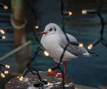 Seagull At Christmas