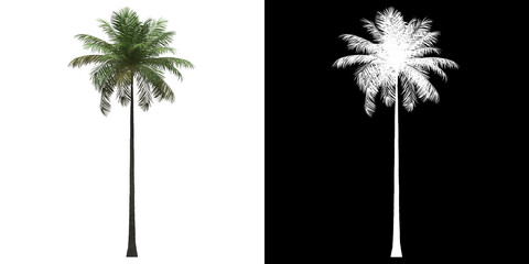 Wall Mural - left view of bottle palm tree. png with alpha channel to cutout. made from 3d model for compositing.