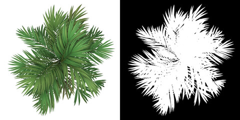 Wall Mural - Top view of Golden Cane Palm Tree. PNG with alpha channel to cutout. Made from 3D model for compositing.	