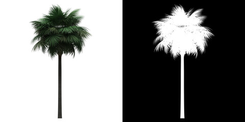 Wall Mural - Left view of Sabal Palm Tree. PNG with alpha channel to cutout. Made from 3D model for compositing.
