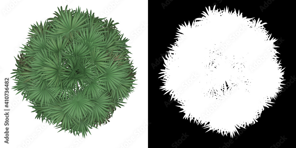 Top view of Thatch Palm Tree. PNG with alpha channel to cutout. Made from 3D model for compositing.	