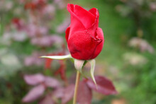 Selective Focus Shot Of A Red Rosebud