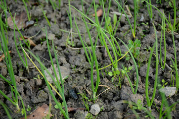 Sticker - Closeup shot of green onion plants growing in the farm