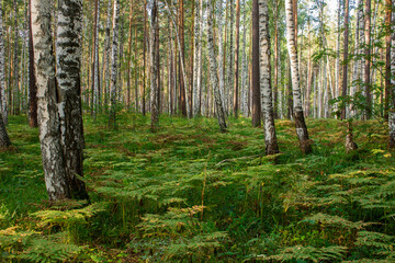  birch forest in the Russia