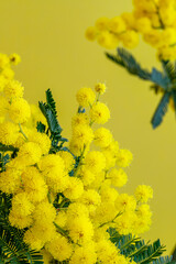 Canvas Print - Holiday spring card with gold mimosa blossom. 8 March Women Day Card. Acacia dealbata golden bloom. Yellow mimosa flower.