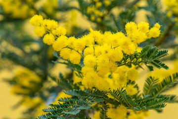 Wall Mural - Acacia dealbata golden bloom. Yellow mimosa flower.