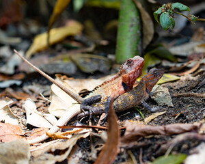 Close up of two chameleons at the moment of mating