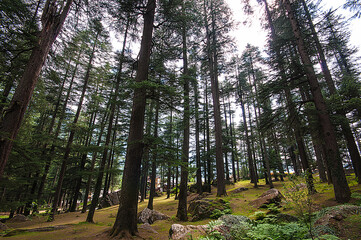 Wall Mural - SHIMLA, KULU, MANALI- HIMACHAL PRADESH, INDIA