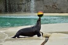 Sea Lion Playing With A Ball
