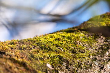 Fluffy soft green moss in the forest. Background image.