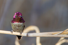 Brightly Colored Anna's Hummingbird Perched On A Swamp Grass.