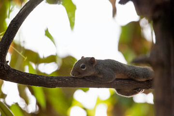 Wall Mural - Close-up Squirrel was Perched on a Branch