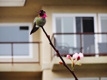 Close-up Of Bird Perching On Pink Flower