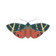 Tiger Moth butterfly. Vector Illustration