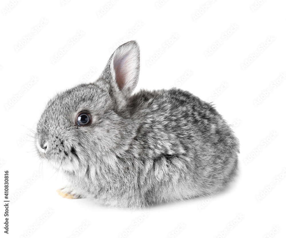 Cute fluffy rabbit on white background