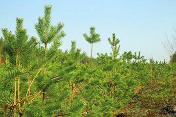 Wall Mural - Young trees grow on the site of a cut forest. Reforestation after felling. Forestry management.