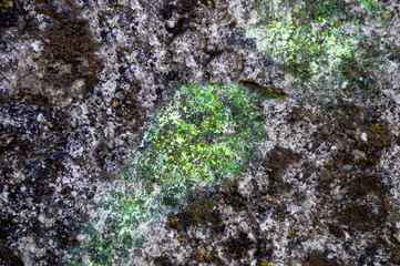 Wall Mural - The surface of the stone is covered with lichen and fungus