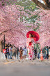 © geargodz - woman in yukata (kimono dress) holding umbrella and looking sakura flower or cherry blossom blooming in garden