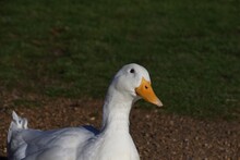 Portrait Of White Aylesbury Pekin Duck