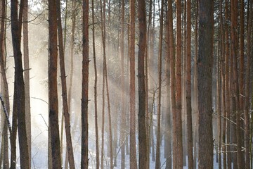 Wall Mural - Beautiful winter forest. Trees covered with snow on frosty day. Sunbeams lighten falling snow. Snow falling from trees. Winter in the woods. 