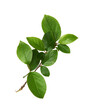 © Ortis - Twig with spring green leaves