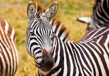 Fototapeta Konie - Zebra portrait Africa Safari 