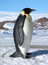 Emperor Penguins Flock Antarctica Snow Ice Blue Sky