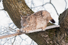 Eurasian Lynx, A Cub Of A Wild Cat On A Tree. A Young Lynx In The Wild Winter Nature Climbs From A Tree. Cute Baby Lynx In Winter Forest In Cold Conditions.
