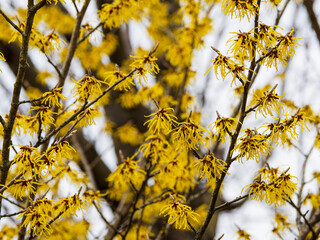 Canvas Print - Hamamélis de Chine ou Hamamelis mollis à floraison hivernale à pétales jaune soutenu et parfumées, calice pourpré, sur des branches nues gris-brun à lenticelle claire