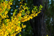 A large bush of bright yellow flowers of the Forsythia plant, Easter tree, in the park on a sunny day in early spring, a beautiful floral background.