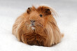 long haired guinea pig portrait